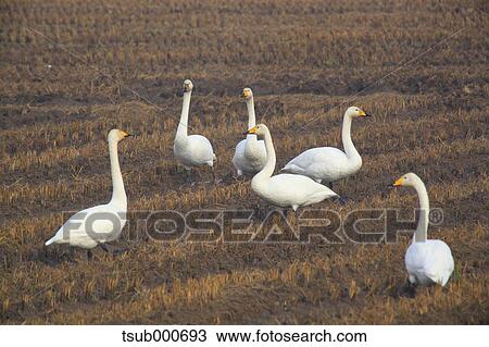 Stock Image - Geese. Fotosearch