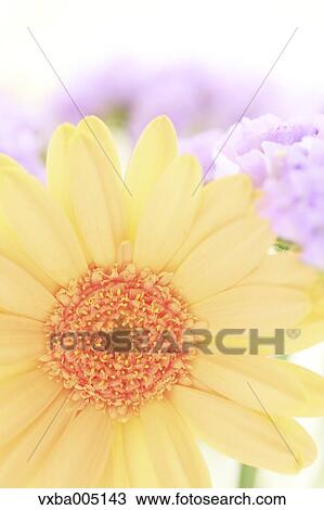 Gerbera View Large Photo Image Stock Image - Gerbera. Fotosearch