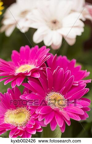 Gerbera View Large Photo Image Stock Photograph - Gerbera. Fotosearch