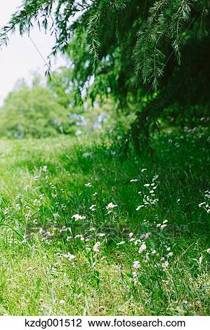 Grassland in a park View Large Photo Image Stock Image - Grassland in a park. Fotosearch