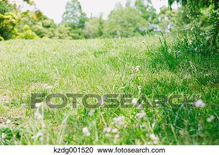 Grassland in a park View Large Photo Image Stock Image - Grassland in a park. Fotosearch