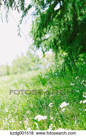Stock Photo - Grassland in a park. Fotosearch