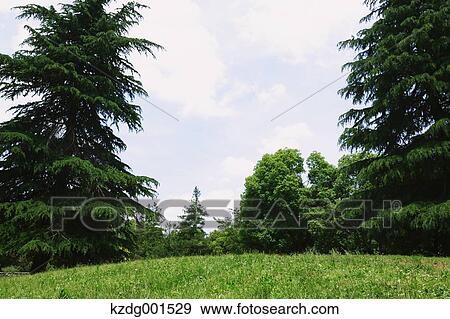 Stock Photo - Grassland in a park. Fotosearch