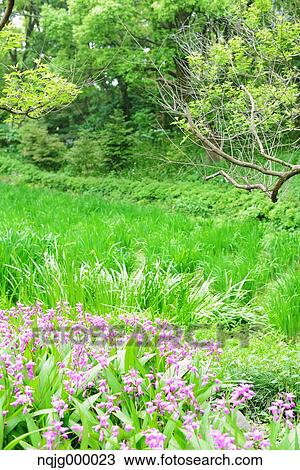 Grassland View Large Photo Image Stock Image - Grassland. Fotosearch