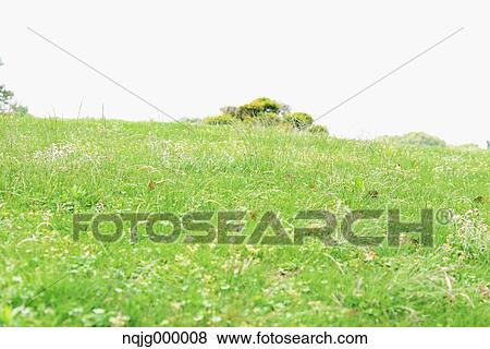 Stock Photo - Grassland. Fotosearch