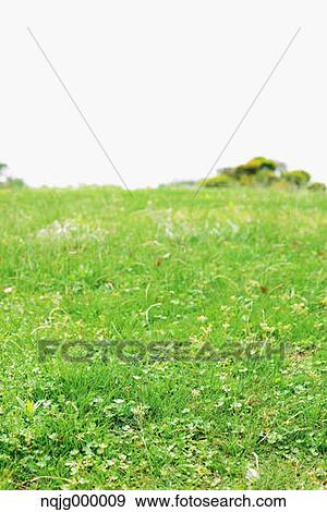Grassland View Large Photo Image Stock Photo - Grassland. Fotosearch