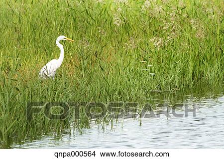 Picture - Great Egret. Fotosearch
