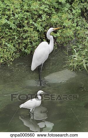 Great Egret View Large Photo Image Stock Image - Great Egret. Fotosearch