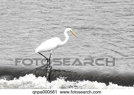 Great Egret View Large Photo Image Stock Image - Great Egret. Fotosearch