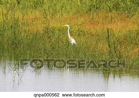 Great Egret View Large Photo Image Stock Image - Great Egret. Fotosearch