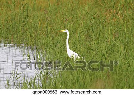 Stock Image - Great Egret. Fotosearch
