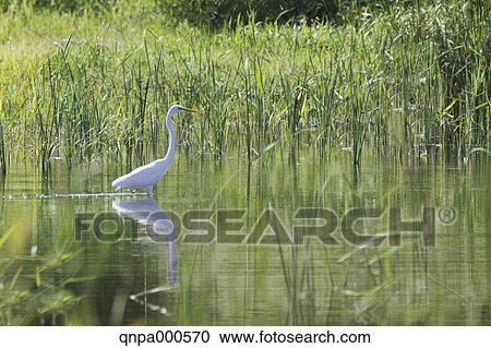 Great Egret View Large Photo Image Stock Image - Great Egret. Fotosearch