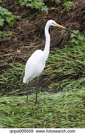 Great Egret View Large Photo Image Stock Photo - Great Egret. Fotosearch