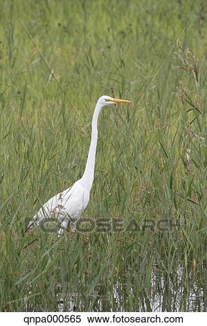 Stock Photography - Great Egret. Fotosearch