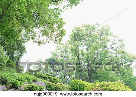 Green leaves in a park View Large Photo Image Stock Photo - Green leaves in a park. Fotosearch
