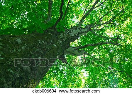 Picture - Green Leaves. Fotosearch