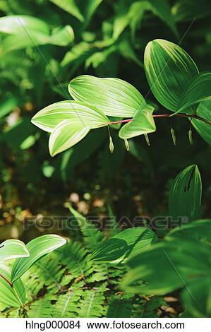 Green Leaves View Large Photo Image Picture - Green Leaves. Fotosearch