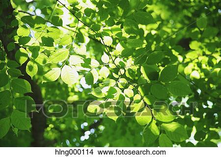 Picture - Green Leaves. Fotosearch