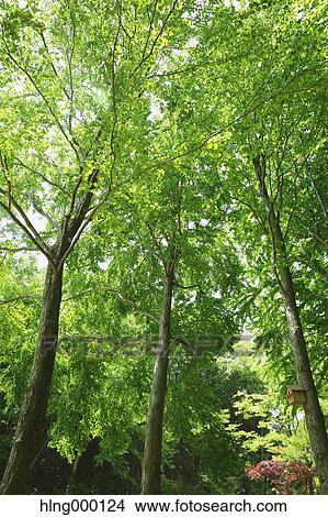 Green Leaves View Large Photo Image Picture - Green Leaves. Fotosearch