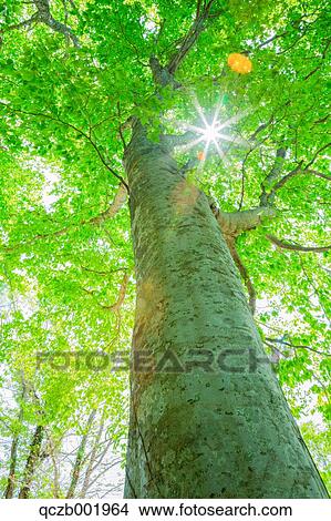 Picture - Green Leaves. Fotosearch