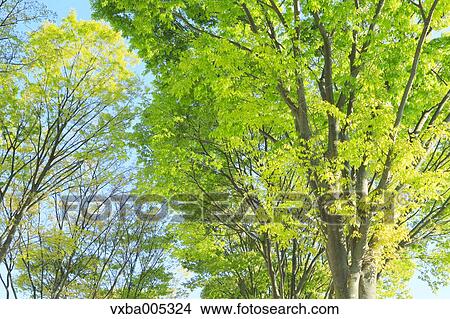 Picture - Green Leaves. Fotosearch