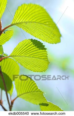 Green Leaves View Large Photo Image Stock Image - Green Leaves. Fotosearch