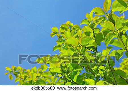 Stock Image - Green Leaves. Fotosearch