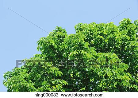 Stock Image - Green Leaves. Fotosearch