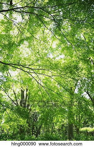 Green Leaves View Large Photo Image Stock Image - Green Leaves. Fotosearch