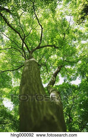 Stock Image - Green Leaves. Fotosearch