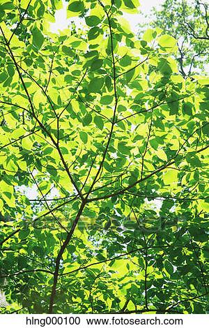 Green Leaves View Large Photo Image Stock Image - Green Leaves. Fotosearch