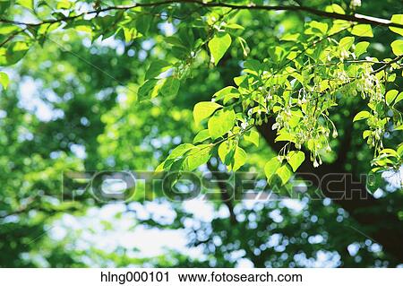 Green Leaves View Large Photo Image Stock Image - Green Leaves. Fotosearch