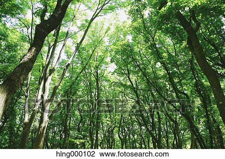Green Leaves View Large Photo Image Stock Image - Green Leaves. Fotosearch