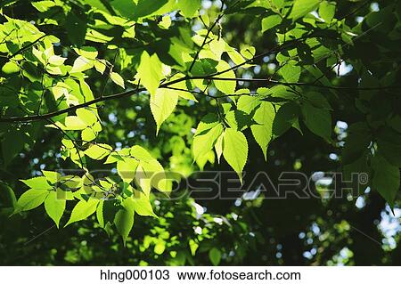Green Leaves View Large Photo Image Stock Image - Green Leaves. Fotosearch