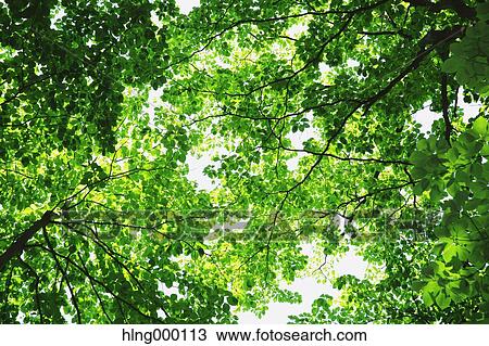 Green Leaves View Large Photo Image Stock Image - Green Leaves. Fotosearch