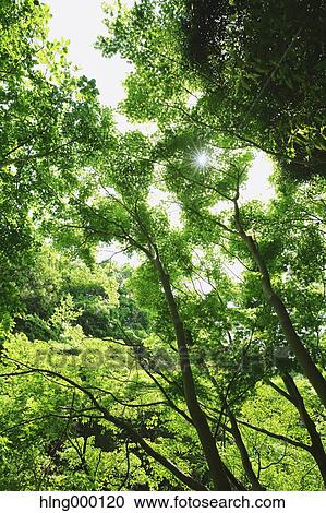 Green Leaves View Large Photo Image Stock Image - Green Leaves. Fotosearch