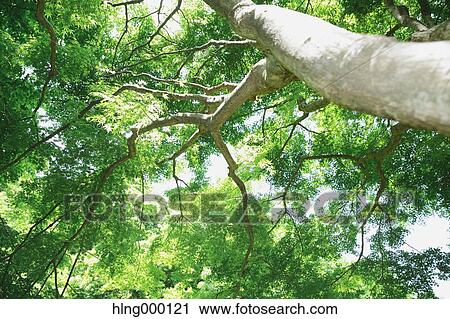 Green Leaves View Large Photo Image Stock Image - Green Leaves. Fotosearch