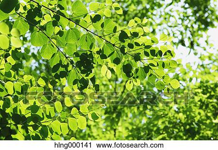 Green Leaves View Large Photo Image Stock Image - Green Leaves. Fotosearch