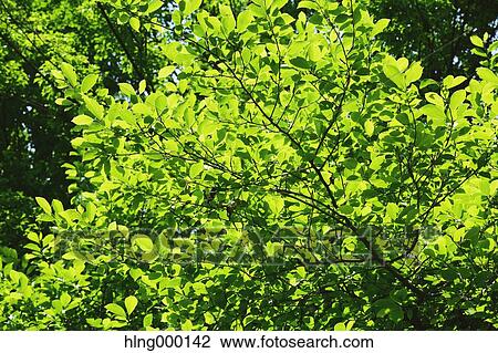 Green Leaves View Large Photo Image Stock Image - Green Leaves. Fotosearch