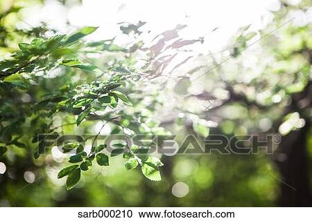 Green leaves View Large Photo Image Stock Image - Green leaves. Fotosearch