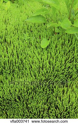 Green Leaves View Large Photo Image Stock Image - Green Leaves. Fotosearch