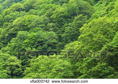 Stock Image - Green Leaves. Fotosearch