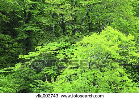 Green Leaves View Large Photo Image Stock Image - Green Leaves. Fotosearch