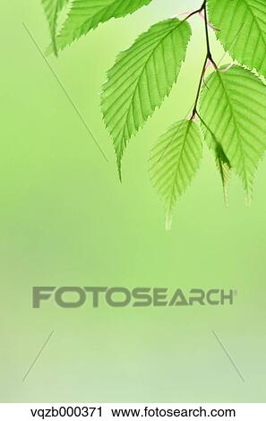 Green Leaves View Large Photo Image Stock Image - Green Leaves. Fotosearch
