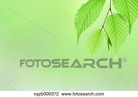 Stock Image - Green Leaves. Fotosearch