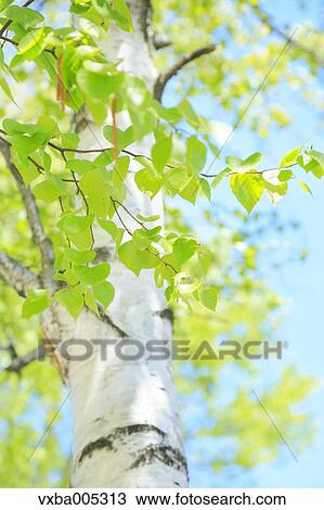 Green Leaves View Large Photo Image Stock Image - Green Leaves. Fotosearch