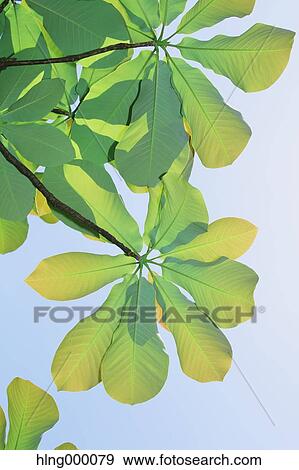 Green Leaves View Large Photo Image Stock Photo - Green Leaves. Fotosearch