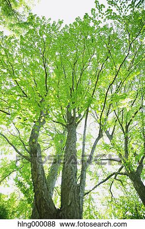 Green Leaves View Large Photo Image Stock Photo - Green Leaves. Fotosearch