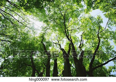 Stock Photo - Green Leaves. Fotosearch