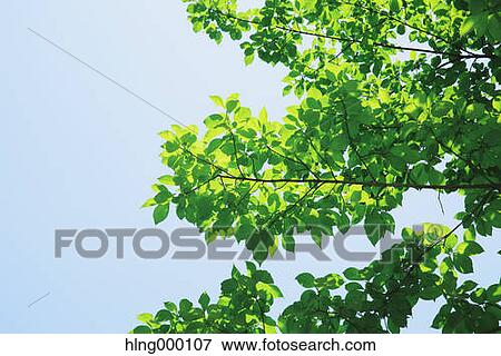 Stock Photo - Green Leaves. Fotosearch
